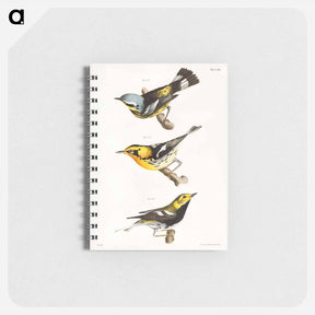 アートメモ帳-The Spotted Warbler - ニューヨークの動物学 Memo.