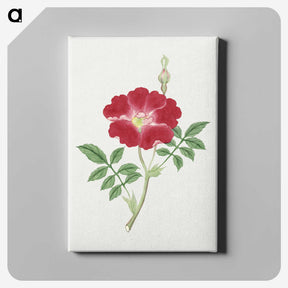 1-1_19th-Century-Japanese-Flowers_canvas