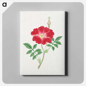 アートパネル-Hai kai kuwa - 19世紀の日本の花 Canvas.