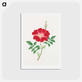 アートポストカード-Hai kai kuwa - 19世紀の日本の花 Postcard.