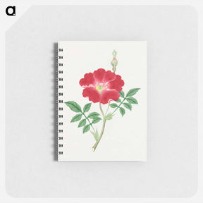 アートメモ帳-Hai kai kuwa - 19世紀の日本の花 Memo.