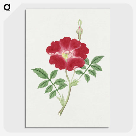 1-1_19th-Century-Japanese-Flowers_picture-crop