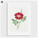 1-1_19th-Century-Japanese-Flowers_picture
