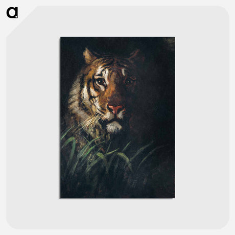 アートポストカード-Tiger's Head - アボット ハンダーソン セイヤー Postcard.