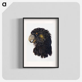 アートポスター-Head of a Cockatoo - アールト シューマン Poster.