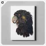 Head of a Cockatoo - アールト シューマン Canvas.