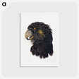 アートポストカード-Head of a Cockatoo - アールト シューマン Postcard.