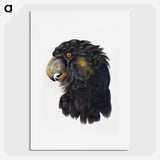 Head of a Cockatoo - アールト シューマン Poster.