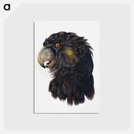 アートポストカード-Head of a Cockatoo - アールト シューマン Postcard.