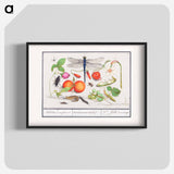 Natural History Ensemble, no. 7 - アンセルムス ボエティウス デ ブート Poster.