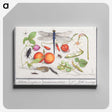 1-1_Anselmus-Boetius-de-Boodt_canvas