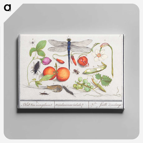 1-1_Anselmus-Boetius-de-Boodt_canvas