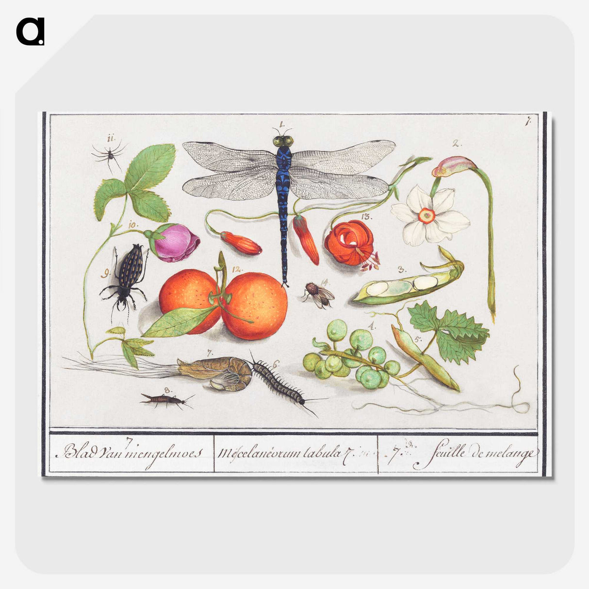 1-1_Anselmus-Boetius-de-Boodt_picture-crop