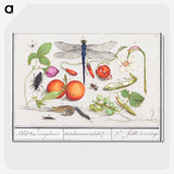 1-1_Anselmus-Boetius-de-Boodt_picture-crop