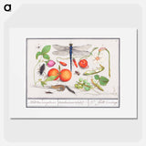 Natural History Ensemble, no. 7 - アンセルムス ボエティウス デ ブート Poster.