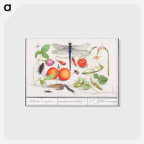 アートポストカード-Natural History Ensemble, no. 7 - アンセルムス ボエティウス デ ブート Postcard.