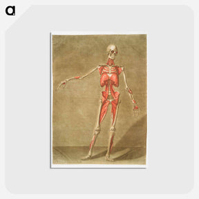 アートポストカード-This fascinating collection of anatomical illustrations - アルノルド エロイ ゴーティエ ダゴティ Postcard.