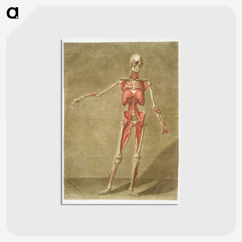 This fascinating collection of anatomical illustrations - アルノルド エロイ ゴーティエ ダゴティ Postcard.