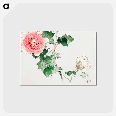 アートポストカード-Tree Peony, Illustration from Bijutsu Sekai
 - 美術世界 Postcard.