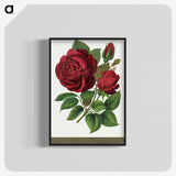 1-1_Botanical-Specimen-Plates_blk-crop
