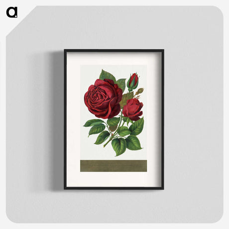 1-1_Botanical-Specimen-Plates_blk
