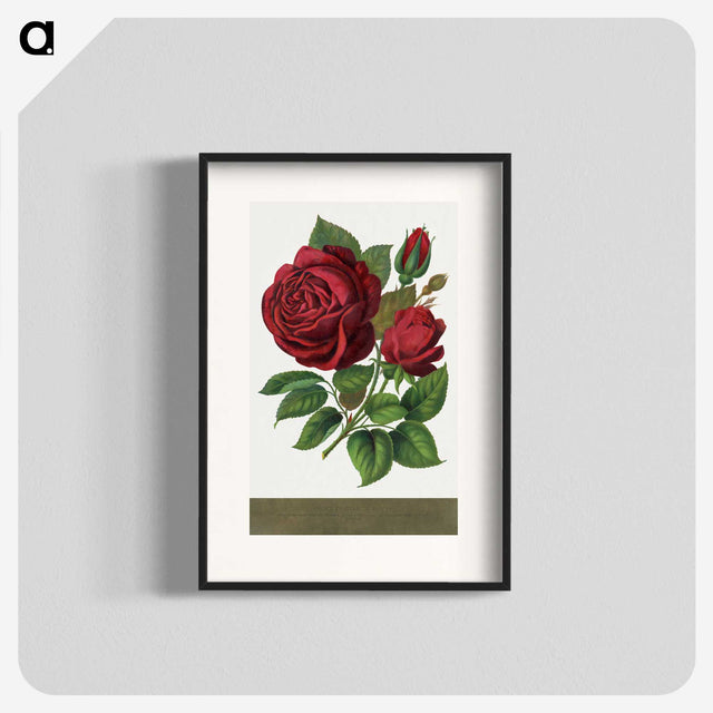 1-1_Botanical-Specimen-Plates_blk