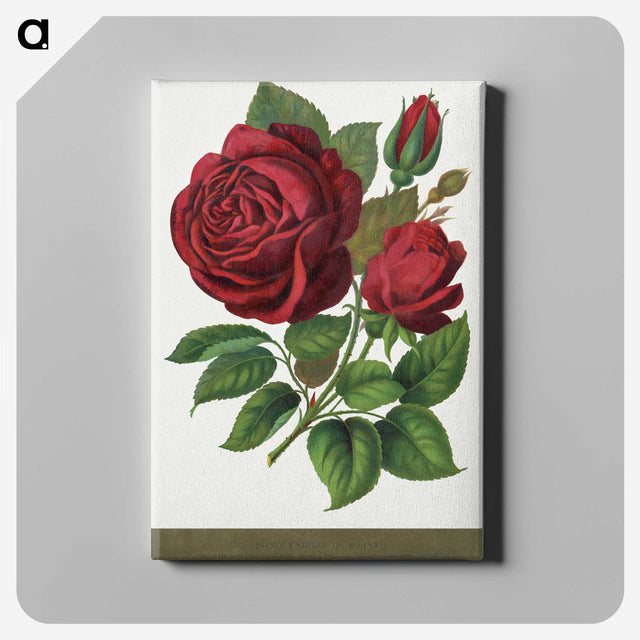 1-1_Botanical-Specimen-Plates_canvas