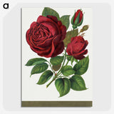 1-1_Botanical-Specimen-Plates_picture-crop
