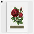 1-1_Botanical-Specimen-Plates_picture