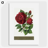 1-1_Botanical-Specimen-Plates_picture