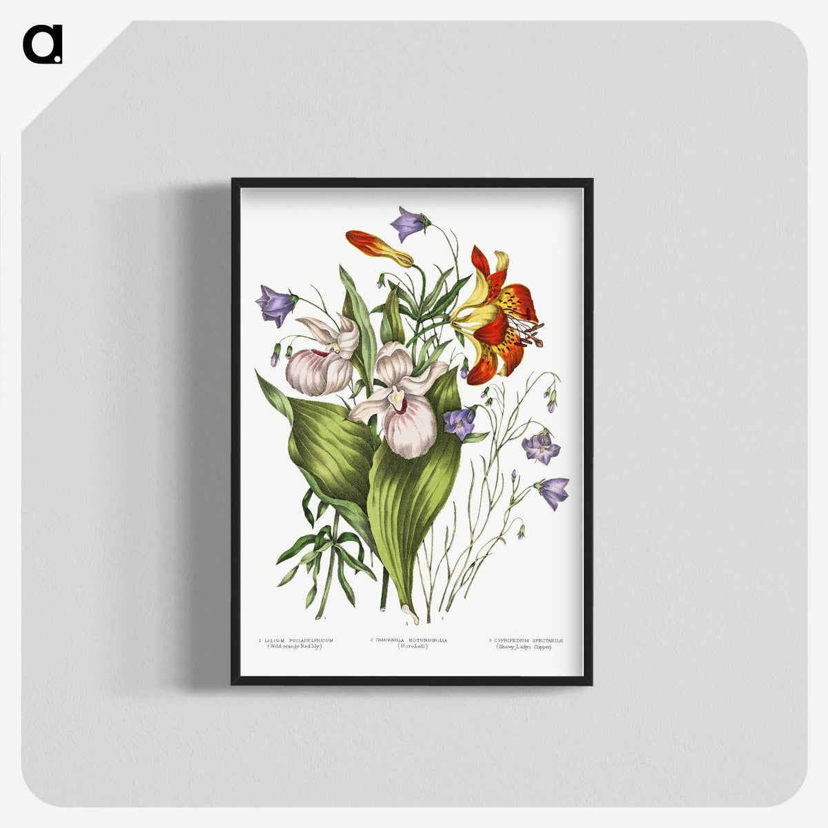 1-1_Canadian-Wild-Flowers_blk-crop