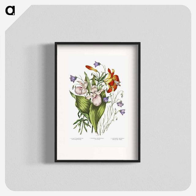 1-1_Canadian-Wild-Flowers_blk