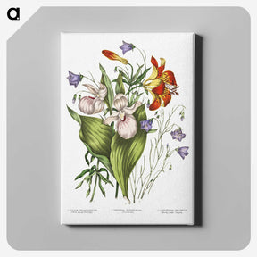 1-1_Canadian-Wild-Flowers_canvas