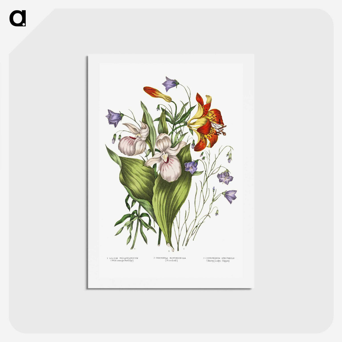1-1_Canadian-Wild-Flowers_hagaki