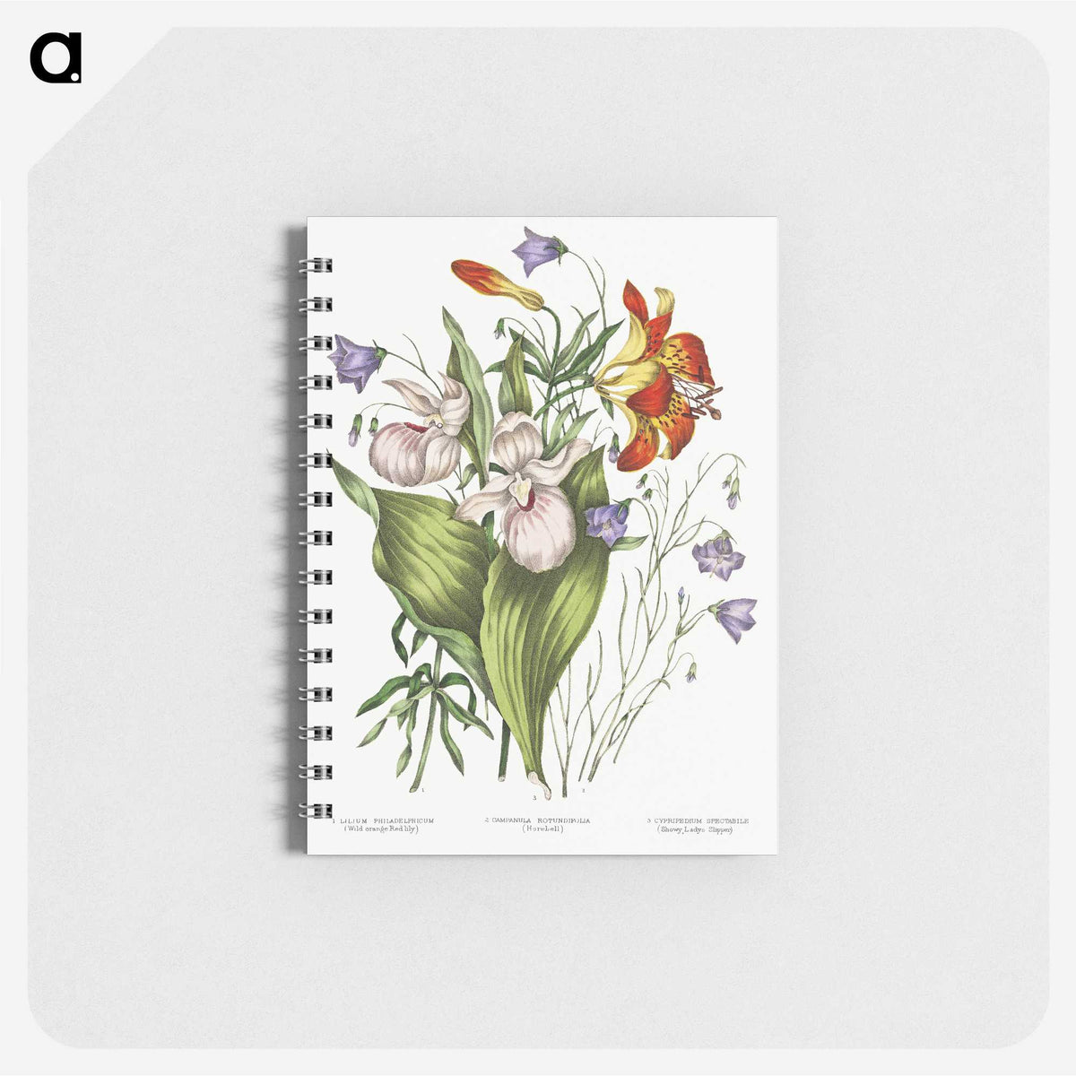 1-1_Canadian-Wild-Flowers_memo