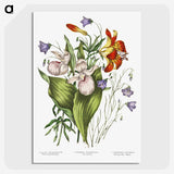 1-1_Canadian-Wild-Flowers_picture-crop