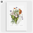1-1_Canadian-Wild-Flowers_picture
