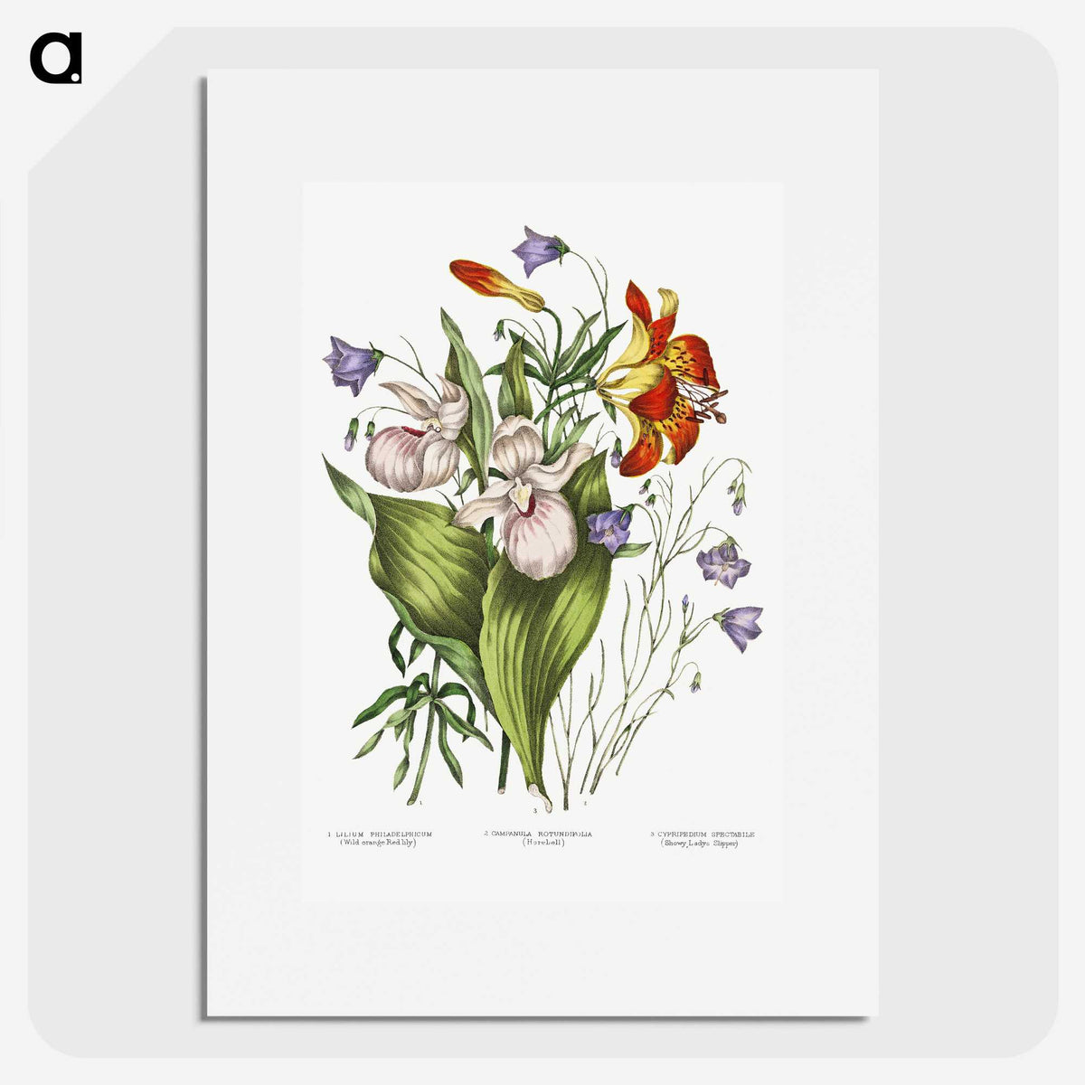 1-1_Canadian-Wild-Flowers_picture