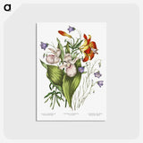 1-1_Canadian-Wild-Flowers_postcard