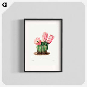 アートポスター-Rainbow Cactus
 - シャルル アントワーヌ ルメール Poster.