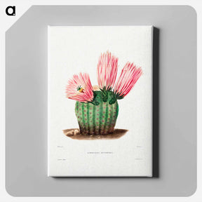 アートパネル-Rainbow Cactus
 - シャルル アントワーヌ ルメール Canvas.