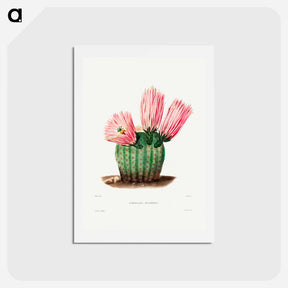 アートポストカード-Rainbow Cactus
 - シャルル アントワーヌ ルメール Postcard.