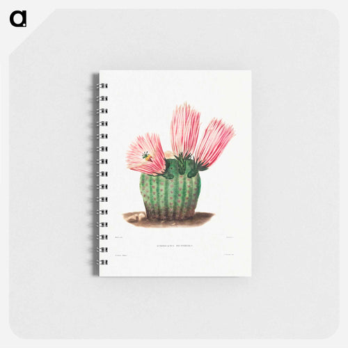 Rainbow Cactus
 - シャルル アントワーヌ ルメール Memo.