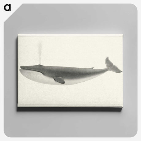 1-1_Charles-Melville-Scammon_canvas