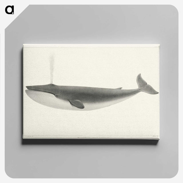 1-1_Charles-Melville-Scammon_canvas