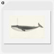 1-1_Charles-Melville-Scammon_picture