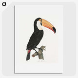 1-1_Des-Oiseaux-de-Paradis_picture