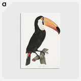 1-1_Des-Oiseaux-de-Paradis_postcard
