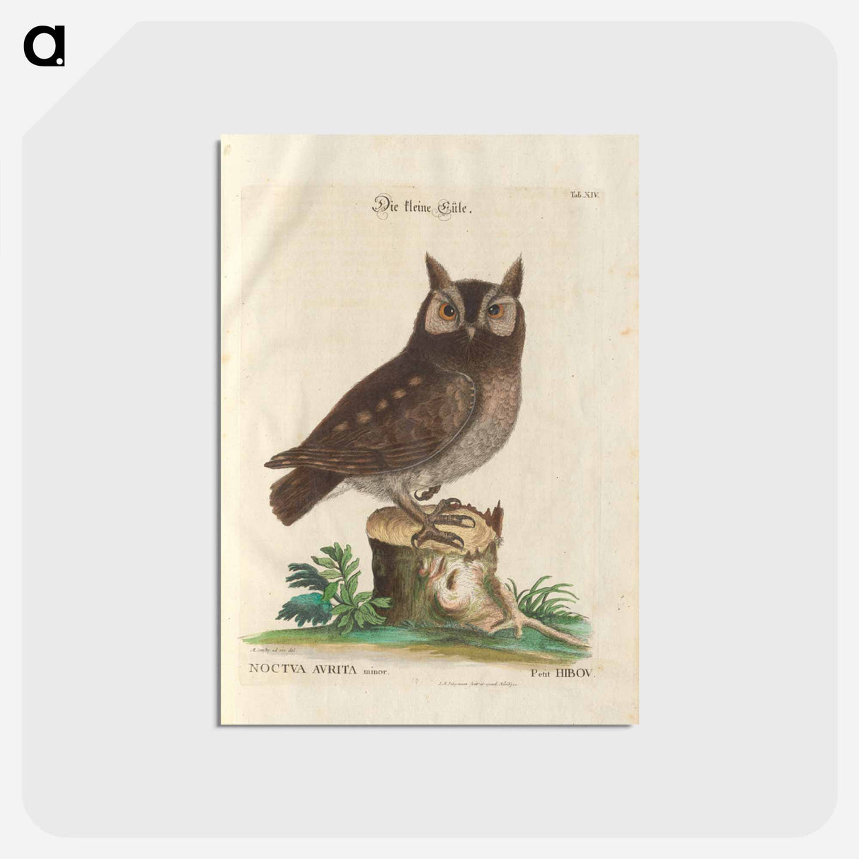 アートポストカード-Little owl - イー ララ Postcard.