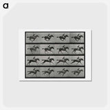 アートポストカード-Galloping Horse and Rider
 - エドワード マイブリッジ Postcard.